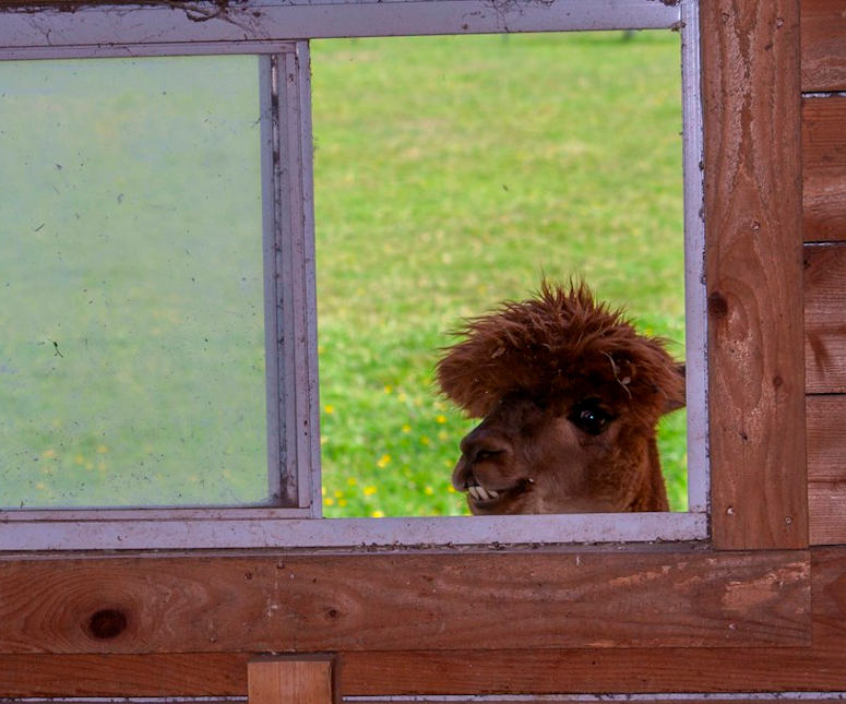 Brun alpacka tittar in genom fnster.