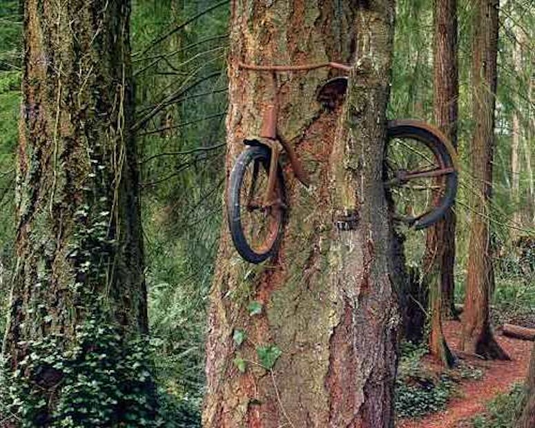 Cykel som vxt fast i ett trd i USA.