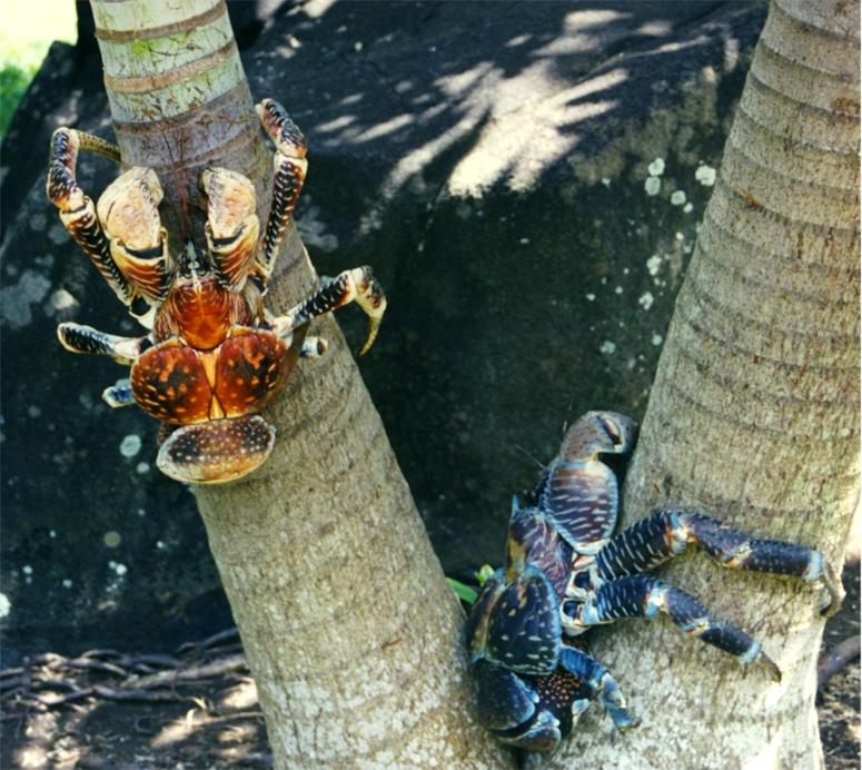 Tv kokoskrabbor klttrar i en palm
