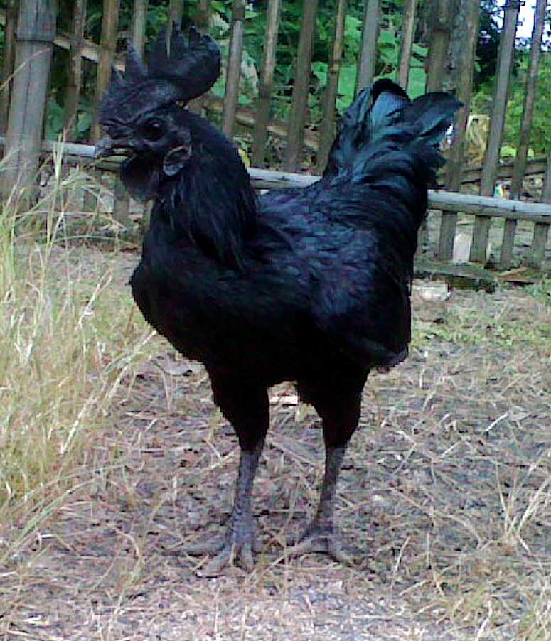 Ayam Cemani - hnsras dr allt r svart.