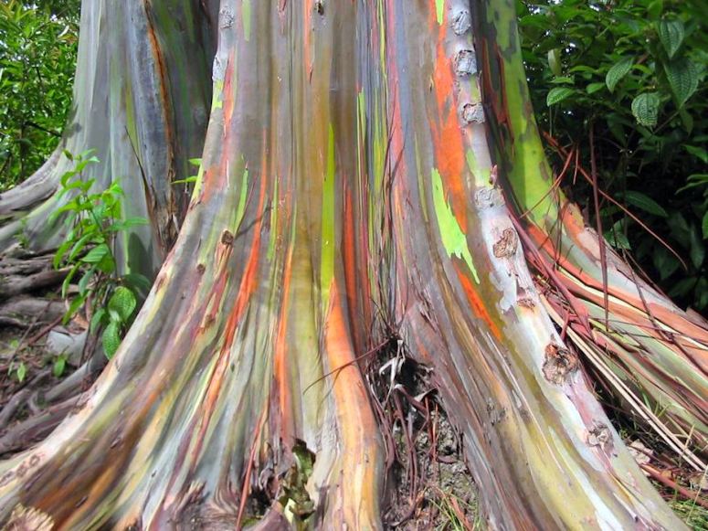 Regnbgseukalyptus - trdet med frgglad bark