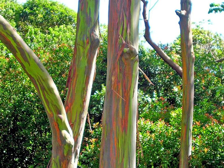 Eucalyptus deglupta - det regnbgsfrgade trdet