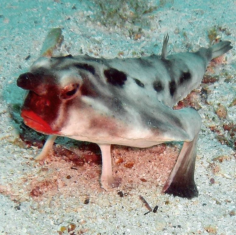 Ogcocephalus darwini - fisken med de fylliga, rda lpparna (pussmun).