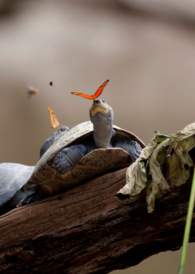 Fjril i Amazonas regnskog dricker trar frn skldpadda.