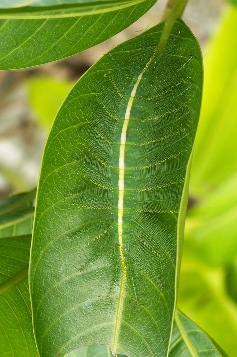 Fjrilslarven med vrldens bsta kamouflage - Euthalia aconthea.