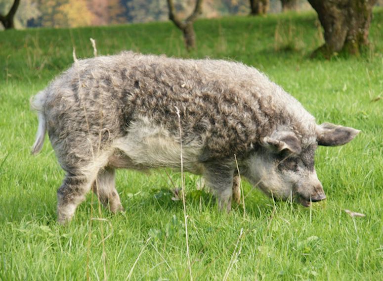 Ungerskt ullsvin (mangalica) - grisen med ullig pls.
