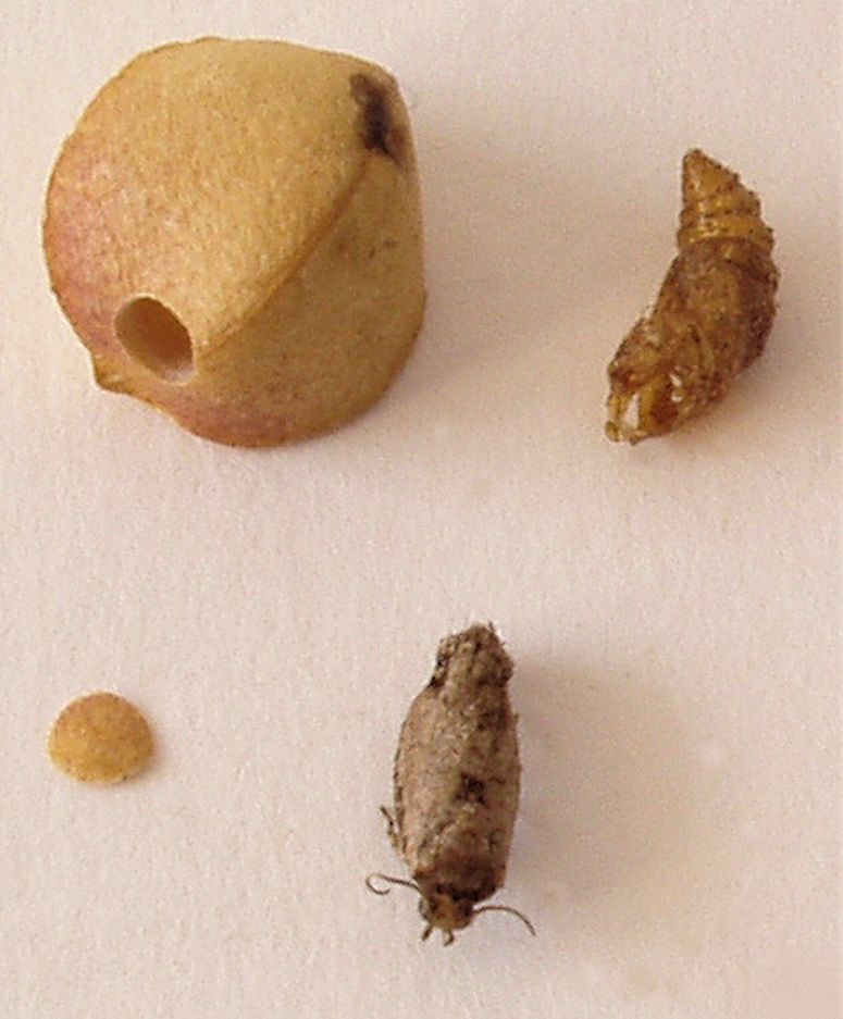 Hoppande bnor (frijoles saltarines), dr larv kommit ut genom hl.