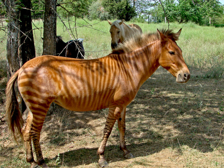 En zorse, allts en hybrid mellan hst och zebra. Brun med svarta rnder.