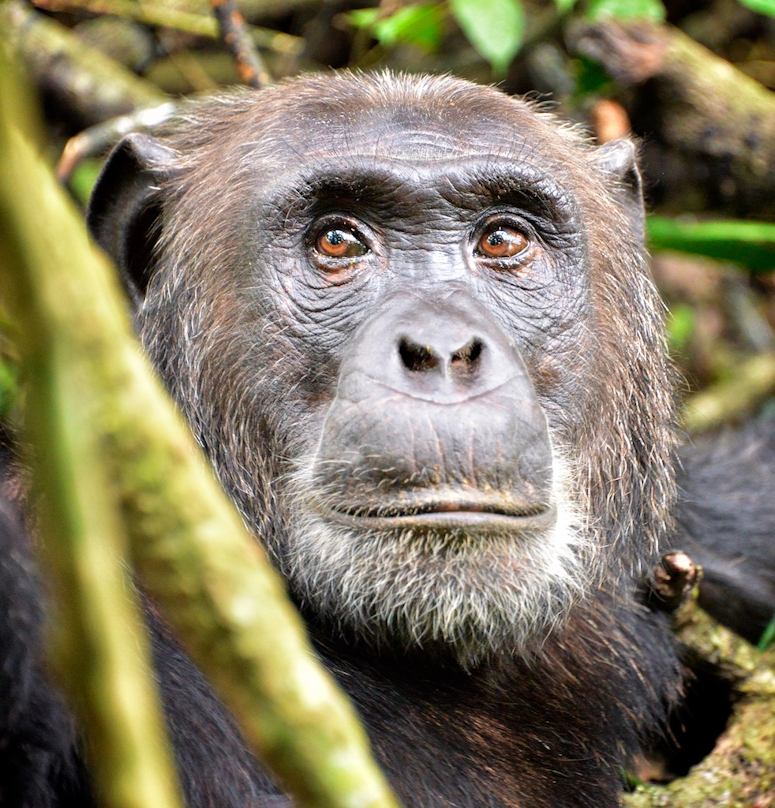 Ingen hybrid mellan mnniska och schimpans, utan en vanlig schimpans