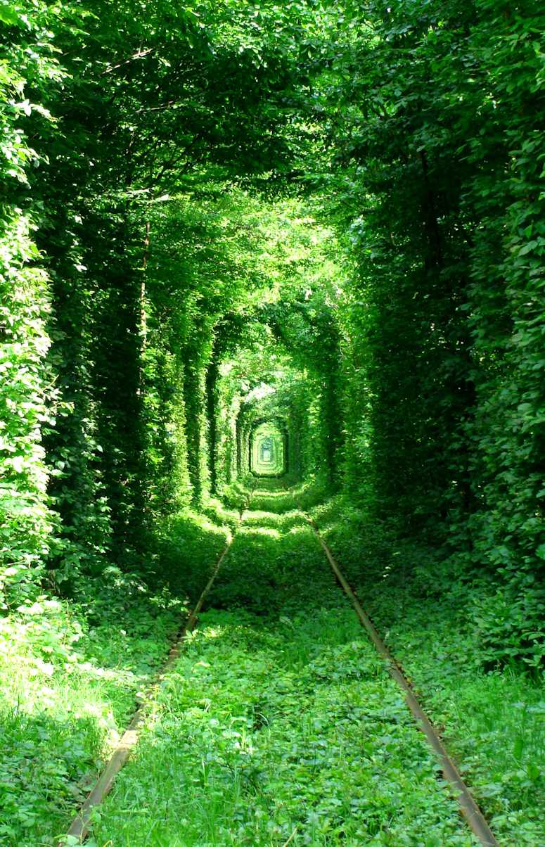Tunnel of Love i Ukraina - en vacker tgtunnel omgiven av lv.