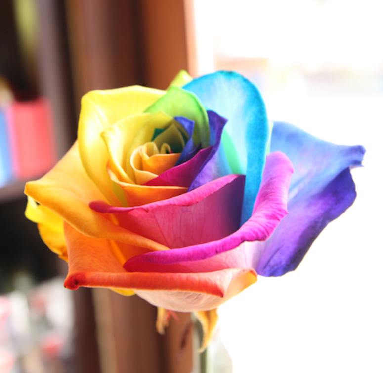 Blomman hos en ros frgad som en regnbge.