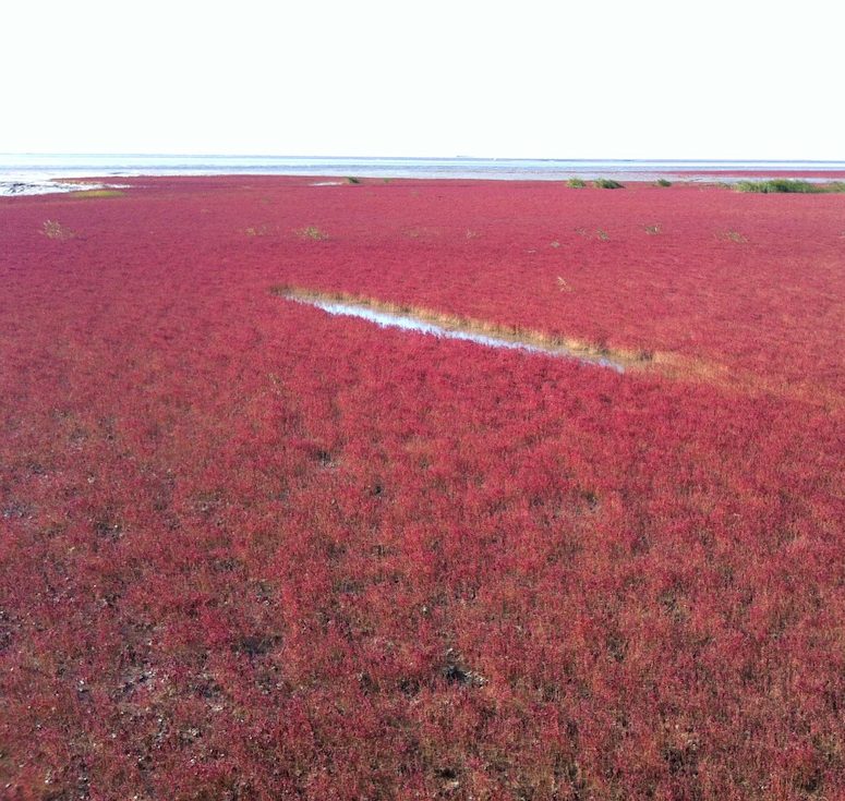 Vxter av slktet Saueda skapar rd strand i Kina.
