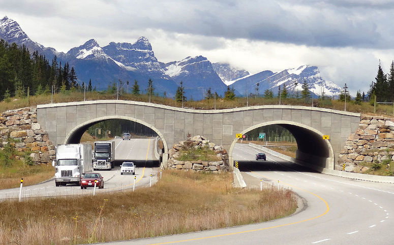 Ekodukt i Kanada - en bro fr vxter och djur.