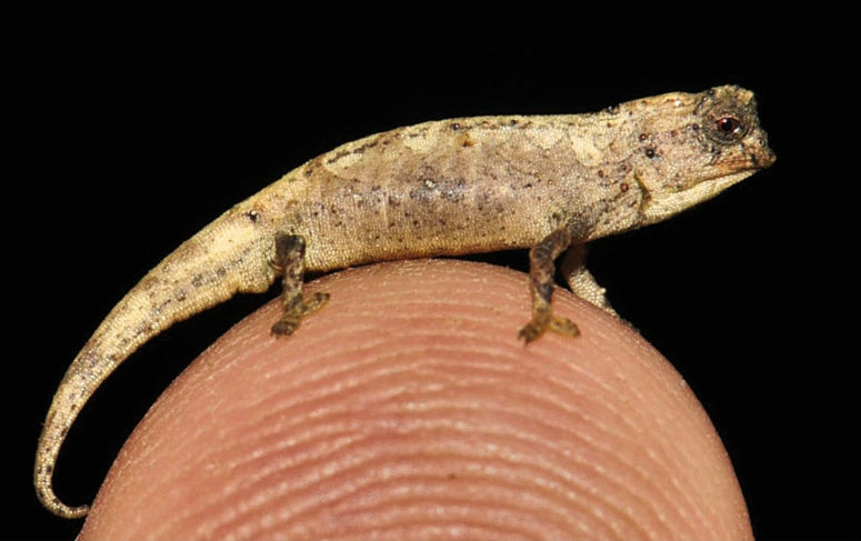Vrldens minsta reptil (krldjur) Brookesia nana p ett finger.