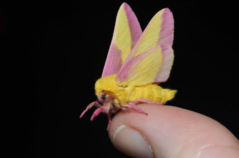 Vrldens staste fjril - rosa, gul och hrig Rosy Maple Moth