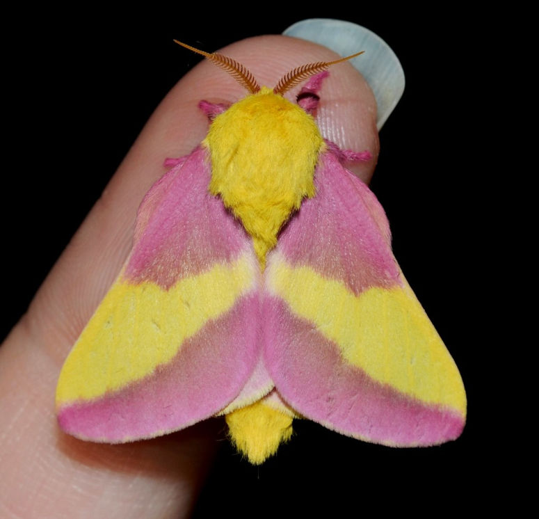 Vrldens staste fjril - rosa, gul och hrig Rosy Maple Moth