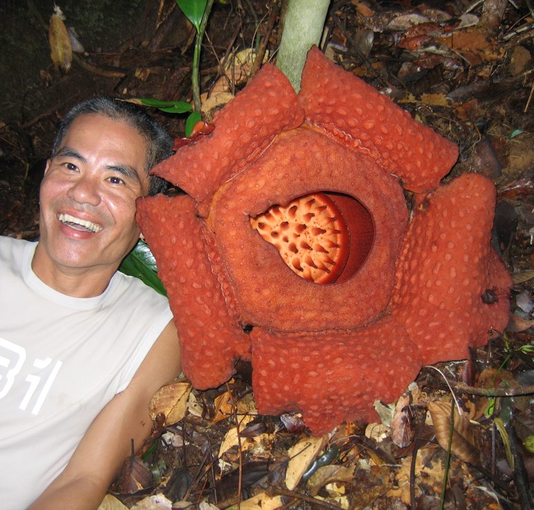 Vrldens strsta blomma Rafflesia arnoldii.
