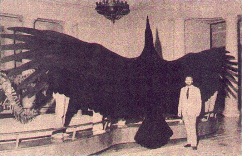 Modell av Argentavis magnificens, som tros vara den tyngsta fgeln ngonsin som kunde flyga.