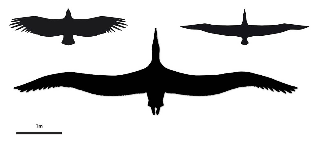 Pelagornis sandersi - fgeln som tros ha haft strst vingspann - jmfrd med kondor (vnster) och den nu levande fgel med strst vingspann, vandringsalbatross (hger).