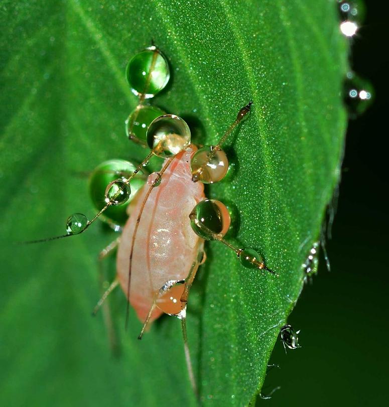 Vattendroppar p insekt (bladlus)