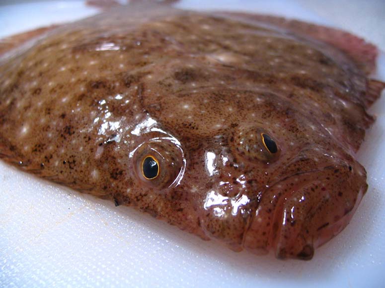 En plattfisk med sned mun och gonen p samma sida av huvudet.