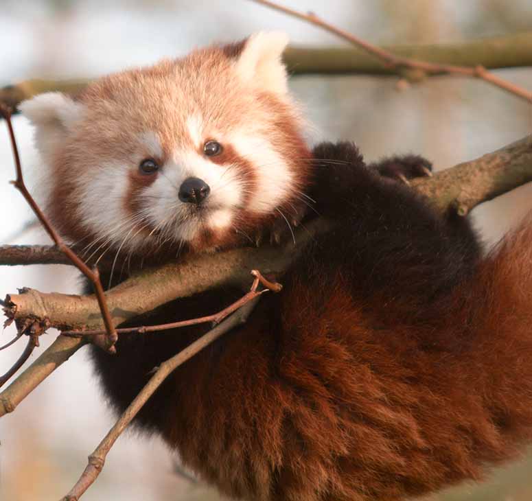 Kattbjrn, rd panda - vrldens staste djur